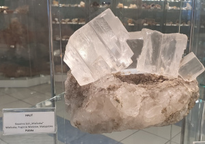 Eksponaty w Muzeum Geologicznym